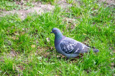 Sokakta gagası açık bir vahşi güvercin. Ayrıca şehir güvercinleri, şehir güvercinleri ya da sokak güvercinleri de denir. Yüksek kalite fotoğraf