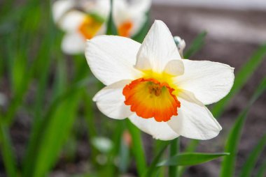 Güzel renkli narsisli ya da nergis çiçeği akşam ışığını kapatır. Narcissus, Amaryllidaceae familyasına ait bir bitki cinsidir. Yüksek kalite fotoğraf.