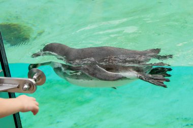 Humboldt pengueni mavi berrak suda yüzer. Havuzda yüzmek ferahlatıcı. Yüksek kalite fotoğraf