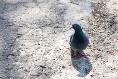 Sokakta gagası açık bir vahşi güvercin. Ayrıca şehir güvercinleri, şehir güvercinleri ya da sokak güvercinleri de denir. Yüksek kalite fotoğraf