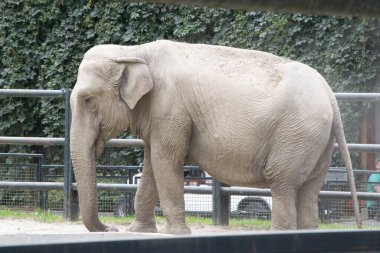 Asya fili, Afrika fili değil. Koşun ve eğlenin. Fil vahşi hayvan sevimli ve zeki. Turist seyahat ediyor ve Pachyderm aile parkını ziyaret ediyor.