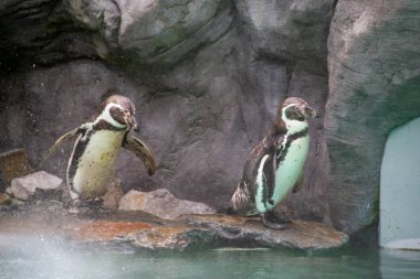 Kayalık bir sahilde duran birkaç Humboldt pengueni. İki Güney Amerikalı penguen yüzdükten sonra dinleniyor. Yüksek kalite fotoğraf