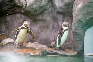 Kayalık bir sahilde duran birkaç Humboldt pengueni. İki Güney Amerikalı penguen yüzdükten sonra dinleniyor. Yüksek kalite fotoğraf
