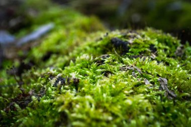 Üzerinde yosun ve gökyüzü arkaplanı olan bir ağaç gövdesi. Yüksek kalite fotoğraf