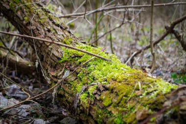 Üzerinde yosun ve gökyüzü arkaplanı olan bir ağaç gövdesi. Yüksek kalite fotoğraf