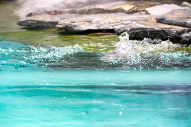 Humboldt pengueni mavi berrak suda yüzer. Havuzda yüzmek ferahlatıcı. Yüksek kalite fotoğraf