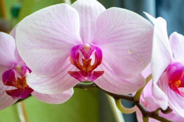 2020 'de Romanya' nın Targoviste kentindeki lunaparkta çocuklar dönme dolapta zincirlerle, atlıkarınca kayak broşürleriyle eğleniyorlardı. Yüksek kalite fotoğraf