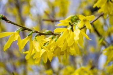 Mısır ekili tarlalar. Çiftlikteki bir tarlada yeşil mısır filizleri. Sarı çiçekli bir fındık ağacının dalı. Yüksek kalite fotoğraf
