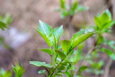 Yeşil yapraklı bir ağaç dalı ve üzerinde akçaağaç kelimesi var. Yüksek kalite fotoğraf