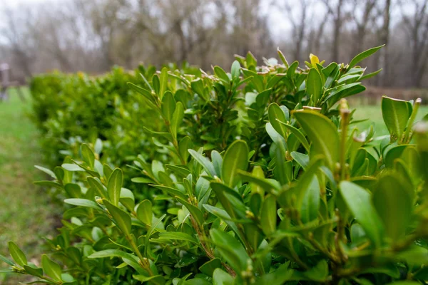 Row Green Plants Word Holly Top High Quality Photo — Stock Photo, Image