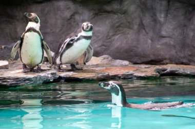 Kayalık bir sahilde duran birkaç Humboldt pengueni. İki Güney Amerikalı penguen yüzdükten sonra dinleniyor. Yüksek kalite fotoğraf