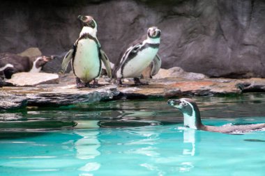 Kayalık bir sahilde duran birkaç Humboldt pengueni. İki Güney Amerikalı penguen yüzdükten sonra dinleniyor. Yüksek kalite fotoğraf