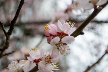 Güzel pembe Sakura çiçekleri, ilkbaharda mavi gökyüzüne karşı kiraz çiçekleri, güneş sızıntısı olan tonlu bir görüntü. Yüksek kalite fotoğraf