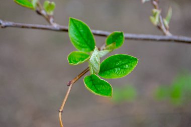 Yeşil yapraklı bir ağaç dalı ve üzerinde akçaağaç kelimesi var. Yüksek kalite fotoğraf