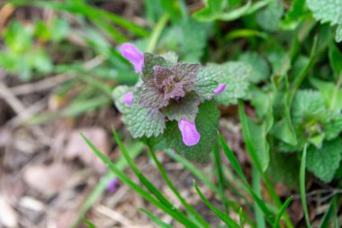 2020 'de Romanya' nın Targoviste kentindeki lunaparkta çocuklar dönme dolapta zincirlerle, atlıkarınca kayak broşürleriyle eğleniyorlardı. Yüksek kalite fotoğraf