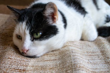 Yeşil gözlü siyah beyaz bir kedi kahverengi ve bronz bir battaniyenin üzerinde uyuyor. Yüksek kalite fotoğraf