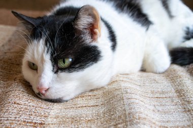 Yeşil gözlü siyah beyaz bir kedi kahverengi ve bronz bir battaniyenin üzerinde uyuyor. Yüksek kalite fotoğraf