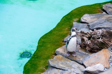 Kayalık bir sahilde duran birkaç Humboldt pengueni. İki Güney Amerikalı penguen yüzdükten sonra dinleniyor. Yüksek kalite fotoğraf