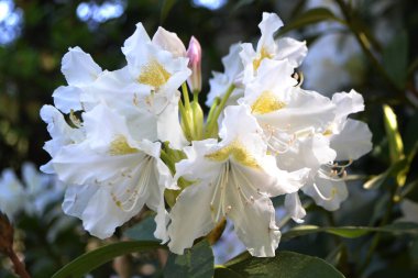 Bulanık arkaplanı olan beyaz rhododendron çiçeklerinin seçici odağı. Beyaz Azalea, Rhododendron parkta, bahar. Yüksek kalite fotoğraf