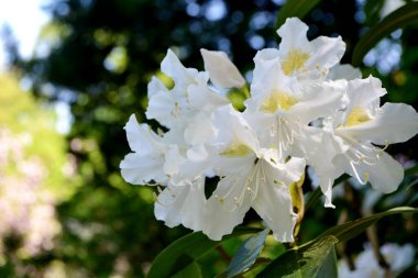 Bulanık arkaplanı olan beyaz rhododendron çiçeklerinin seçici odağı. Beyaz Azalea, Rhododendron parkta, bahar. Yüksek kalite fotoğraf