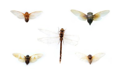 Güney Amerika faunasının egzotik böcekleri Orta ve Güney Amerika Meksika ve Pasifik faunasında yaygındır. Büyük tropikal türler, yarı kanatlı büyük hymenoptera akrep benzeri örümcek ve böcekler.