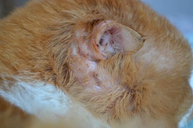 Veterinerin elleri, kulak akarına yakalanmış bir kedinin kulaklığını gösteriyor. Yakın görüş. yaralı kulaklı turuncu çizgili kedi. Yüksek kalite fotoğraf