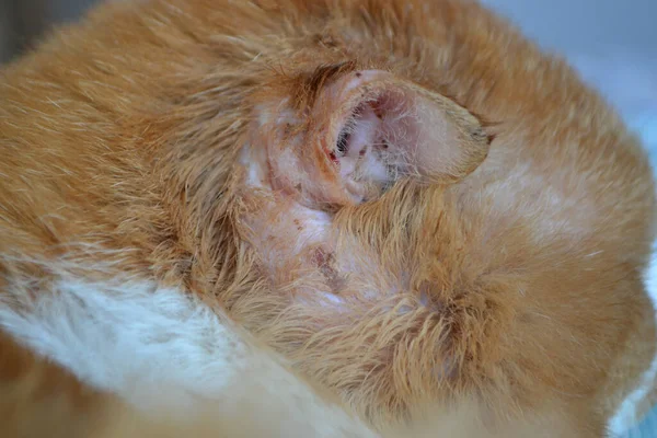 兽医的手显示了一只感染了耳螨的猫的耳廓 一只耳朵受伤的带橙色条纹的猫 高质量的照片 — 图库照片#