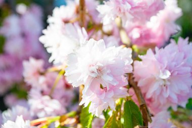 Sakura çiçeği. Bulanık bahar arka planında pembe Japon kiraz çiçekleri. Baharda mavi gökyüzünde güzel kiraz çiçekli sakura. Yüksek kalite fotoğraf