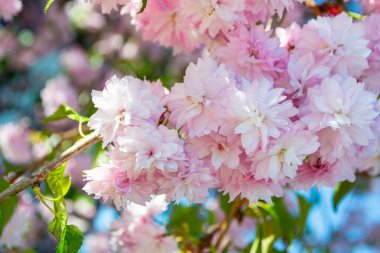 Sakura çiçeği. Bulanık bahar arka planında pembe Japon kiraz çiçekleri. Baharda mavi gökyüzünde güzel kiraz çiçekli sakura. Yüksek kalite fotoğraf