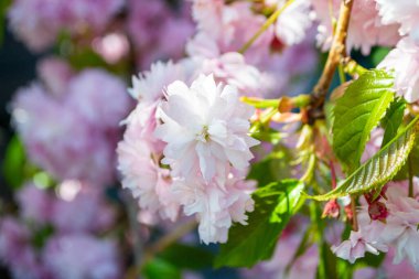 Sakura çiçeği. Bulanık bahar arka planında pembe Japon kiraz çiçekleri. Baharda mavi gökyüzünde güzel kiraz çiçekli sakura. Yüksek kalite fotoğraf