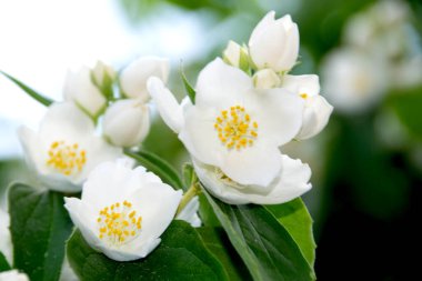 Yasemin beyaz çiçekleri ve çalılıklarda yeşil yapraklar. Yaz parkında çiçeklerle süslenmiş. Çiçek açmış güzel yasemin çiçekleri. Yüksek kalite fotoğraf