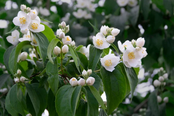 Λευκό Γιασεμί Λουλούδια Και Πράσινα Φύλλα Θάμνους Πλήρη Άνθιση Στο — Φωτογραφία Αρχείου