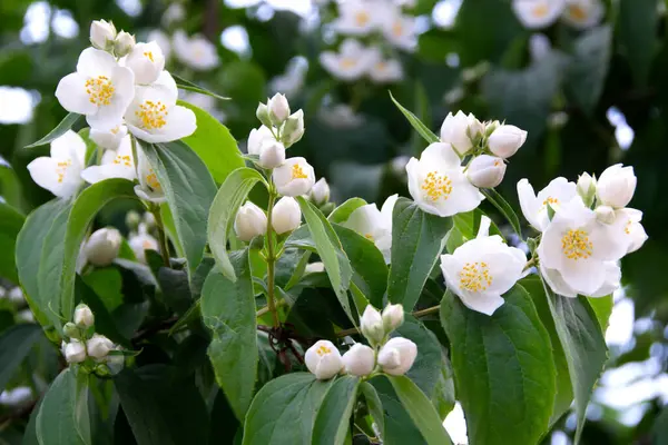 Jasmim Flores Brancas Folhas Verdes Arbusto Plena Flor Parque Verão — Fotografia de Stock