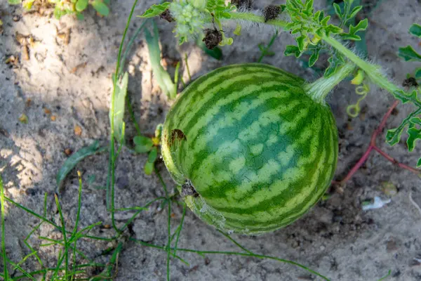 Dirty watermelons after cleaning from the field. Harvested watermelons. lots of watermelons. Shooting from the side. Fresh green watermelon in the field. High quality photo
