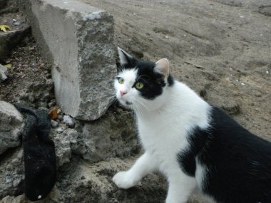 2020 'de Romanya' nın Targoviste kentindeki lunaparkta çocuklar dönme dolapta zincirlerle, atlıkarınca kayak broşürleriyle eğleniyorlardı. Yüksek kalite fotoğraf