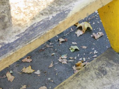 Yerde sarı yapraklar