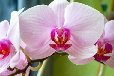 2020 'de Romanya' nın Targoviste kentindeki lunaparkta çocuklar dönme dolapta zincirlerle, atlıkarınca kayak broşürleriyle eğleniyorlardı. Yüksek kalite fotoğraf