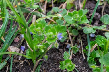 2020 'de Romanya' nın Targoviste kentindeki lunaparkta çocuklar dönme dolapta zincirlerle, atlıkarınca kayak broşürleriyle eğleniyorlardı. Yüksek kalite fotoğraf