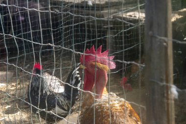 Kırsal bir ahırın tavuk kümesinde yakın plan bir horoz profili. Horozun kırmızı taraklı ve boynuzlu gri ve beyaz tüyleri vardır. Ağaçların yanındaki çiftlikte açık kahverengi tüylü tavuk.