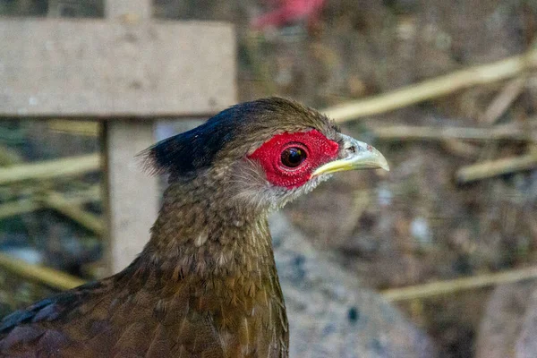 A rooster close-up profile in a rustic barn's chicken coop. Rooster has gray and white feathers with a red comb and wattle. Chicken with light brown feathers in the garden on the farm near the tree