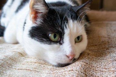 Yeşil gözlü siyah beyaz bir kedi kahverengi ve bronz bir battaniyenin üzerinde uyuyor. Yüksek kalite fotoğraf