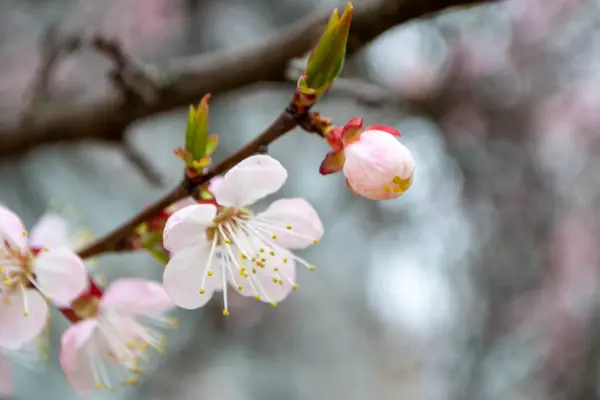 Güzel pembe Sakura çiçekleri, ilkbaharda mavi gökyüzüne karşı kiraz çiçekleri, güneş sızıntısı olan tonlu bir görüntü. Yüksek kalite fotoğraf