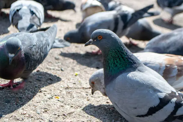 Feral Pigeon Open Beak Street Also Called City Doves City — Stock Photo, Image
