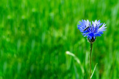 Parlak renkli Cornflower çiçeği knapweed, Centaurea. Açık havada. Yüksek kalite fotoğraf