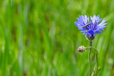 Parlak renkli Cornflower çiçeği knapweed, Centaurea. Açık havada. Yüksek kalite fotoğraf