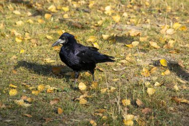 Yaygın kuzgun, aynı zamanda kuzey kuzgunu olarak da bilinir, tamamen siyah pas veren kuş. Kuzgun, Corvus cinsinin birkaç büyük gövdeli türünden biridir. Yüksek kalite fotoğraf