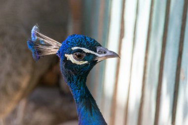 Gün batımında tırabzanda poz veren tavus kuşunu kapat. Tavus kuşunu kapat, günbatımında korkuluklara poz ver. Yüksek kalite fotoğraf