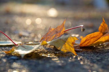 Arka planda güzel bir bokeh olan bir yolda düşmüş sarı bir akçaağaç resmi. Yüksek kalite fotoğraf