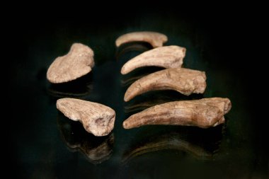 Fosil spinosaur dişi. Stüdyoda yüksek kaliteli fotoğraf taşları flaş ve makro mercekle fotoğraflanmış. 