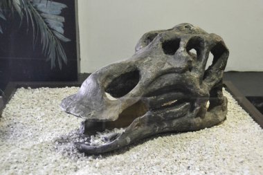 Fosil spinosaur dişi. Stüdyoda yüksek kaliteli fotoğraf taşları flaş ve makro mercekle fotoğraflanmış. 